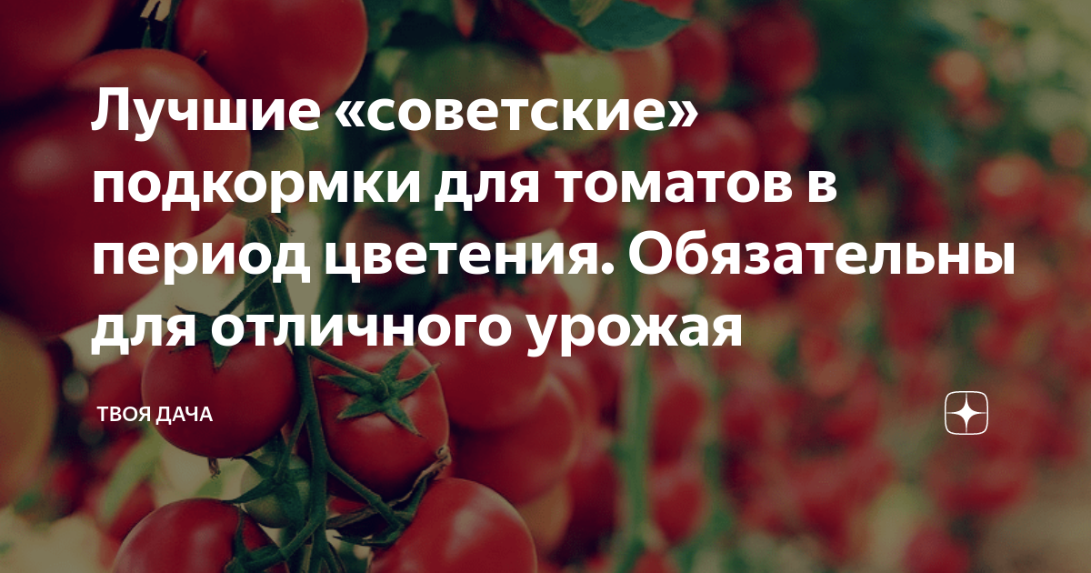 Подкормка томатов во время налива. Период налива плодов томата после цветения. подкормка помидоров во время цветения и завязывания плодов. подкормка персика во время налива плодов. фитоактив урожай свирепый налив плодов томата нулевая вода.