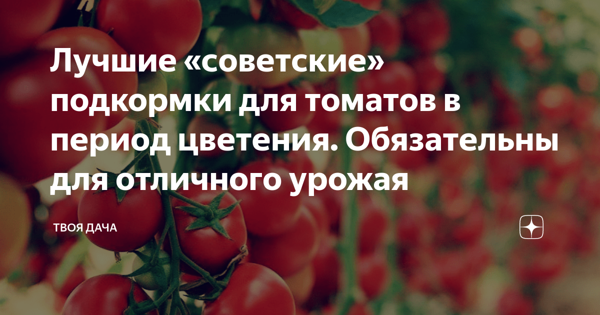 Период налива плодов томата после цветения. Подкормка помидоров во время цветения и завязывания плодов. Подкормка персика во время налива плодов. Фитоактив урожай /свирепый налив плодов томата /нулевая вода.