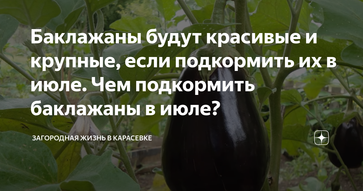 Подкормка баклажан во время цветения. Подкормить баклажаны в июле. Чем подкормить баклажаны в июле ?. Подкормка баклажанов в теплице. Схема подкормки баклажанов в теплице