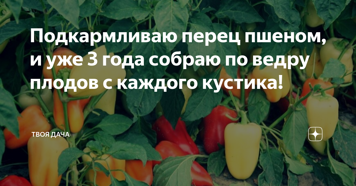 Урожайность перцев. Как подкормить перец пшеном. Пшонка для перца. Подкормка перцев пшеном. Чем подкормить перец для хорошего урожая.