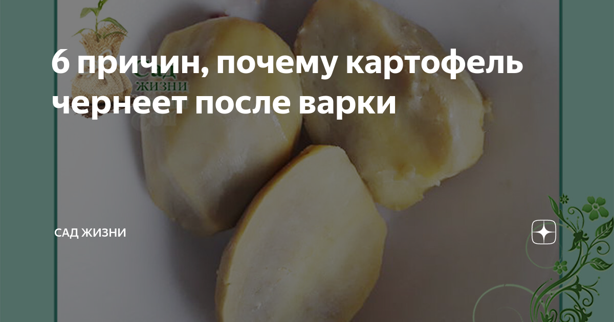 Почему чернеет сырая и вареная картошка