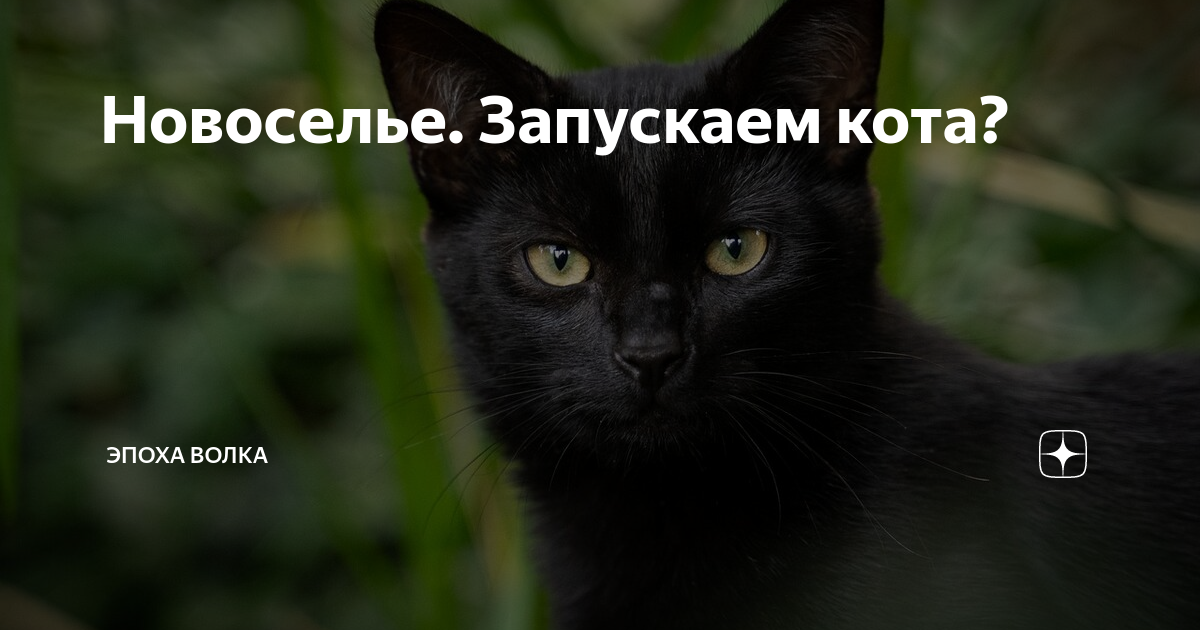 Запусти кота. Запускай котиков. Время запускать котов