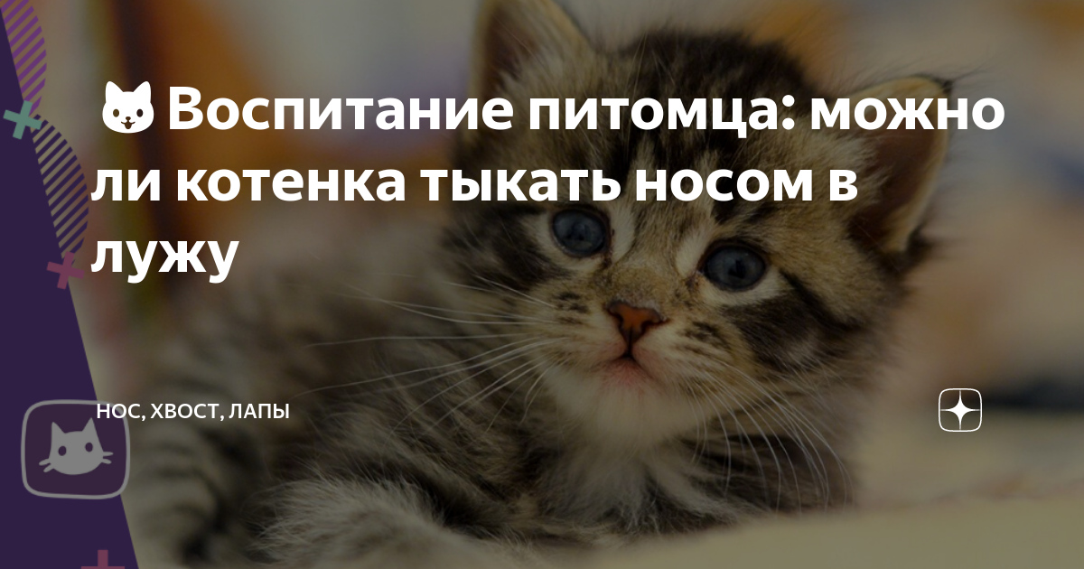 🐱Воспитание питомца: можно ли котенка тыкать носом в лужу | Нос, хвост,  лапы | Дзен