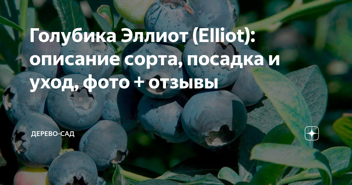 Голубика Эллиот (Elliot): описание сорта, посадка и уход, фото отзывы golubika.o