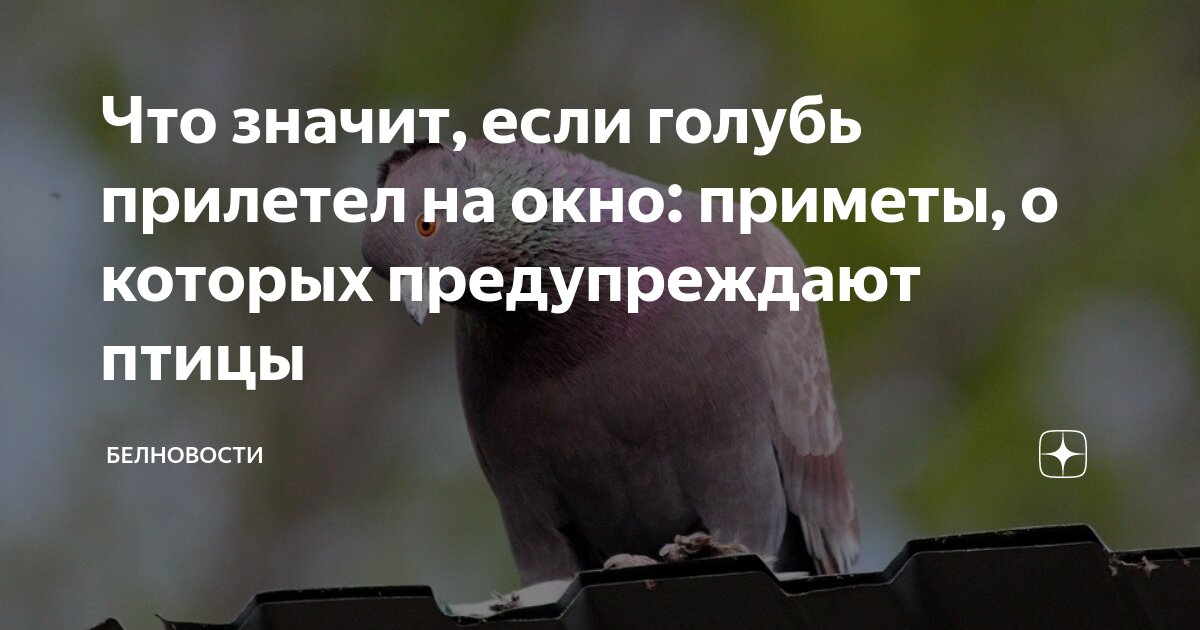 Примета голубь сел на карниз. Голубь прилетел что это значит. Если голубь сел на капюшон примета.