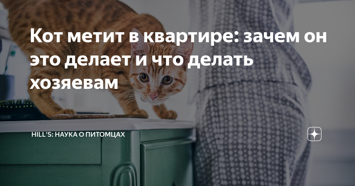 Чужие коты метят на участке: как отучить животных