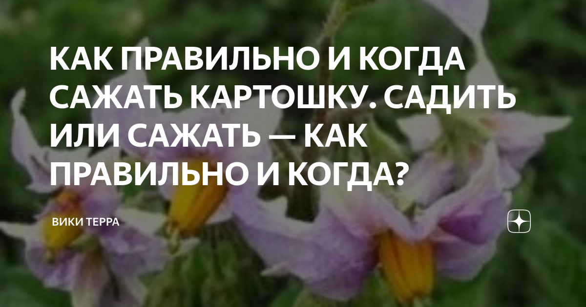 Как правильно говорить сажать или сажу. Садить или сажать. Садить или сажать как правильно. Садить или сажать как правильно говорить.