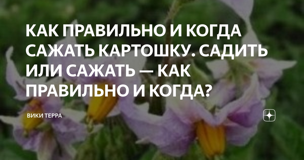 Садим картошку смешные картинки