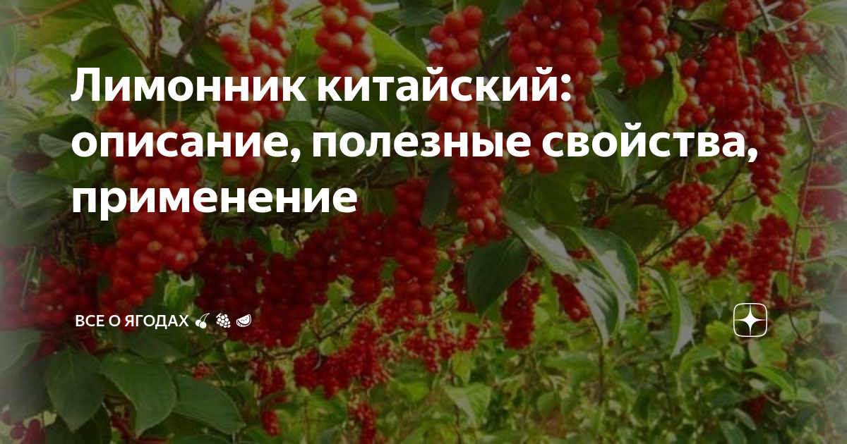 Соус песто — полезные свойства, особенности приготовления и пошаговые рецепты - Чемпионат