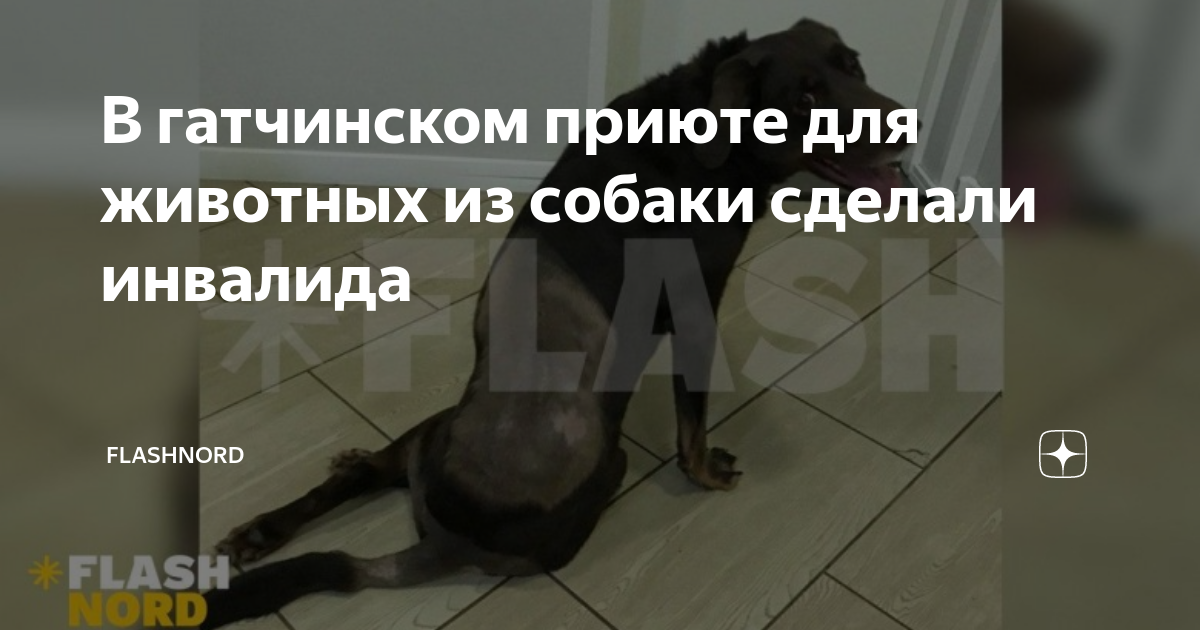 Приют теремок спб. Гатчина улица урицкого дом 2. Гатчинский приют. Гатчина приют для собак. Гатчинский приют.