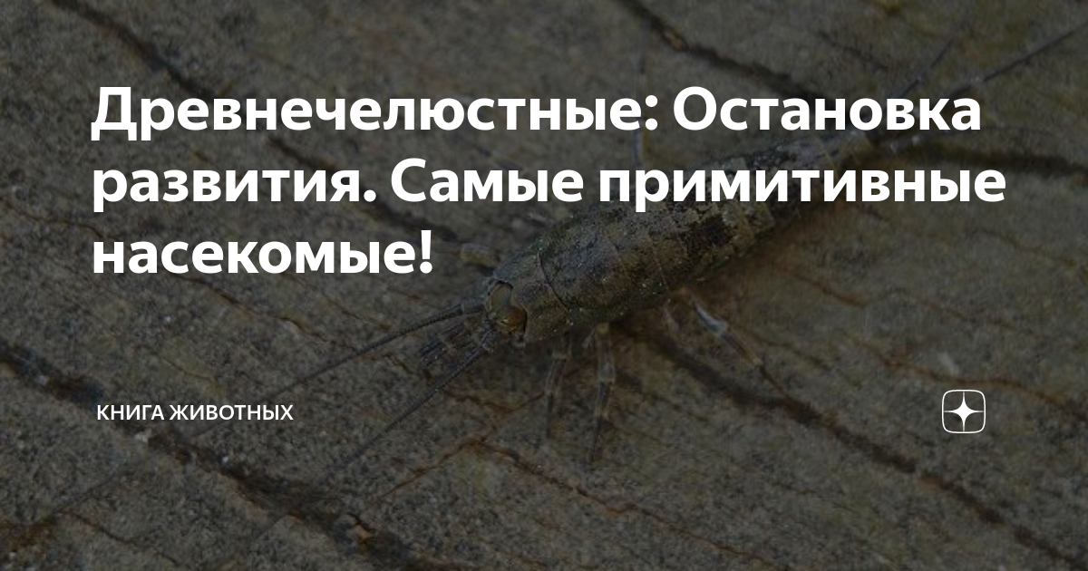 «Как возникло заблуждение, что викинги носили рогатые шлемы?» — Яндекс Кью