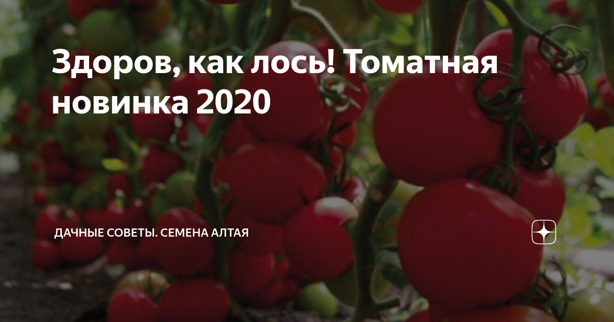 Семена Томат "Лось", F1, 3 шт Семена Алтая 150524361 купить в интернет-магазине 