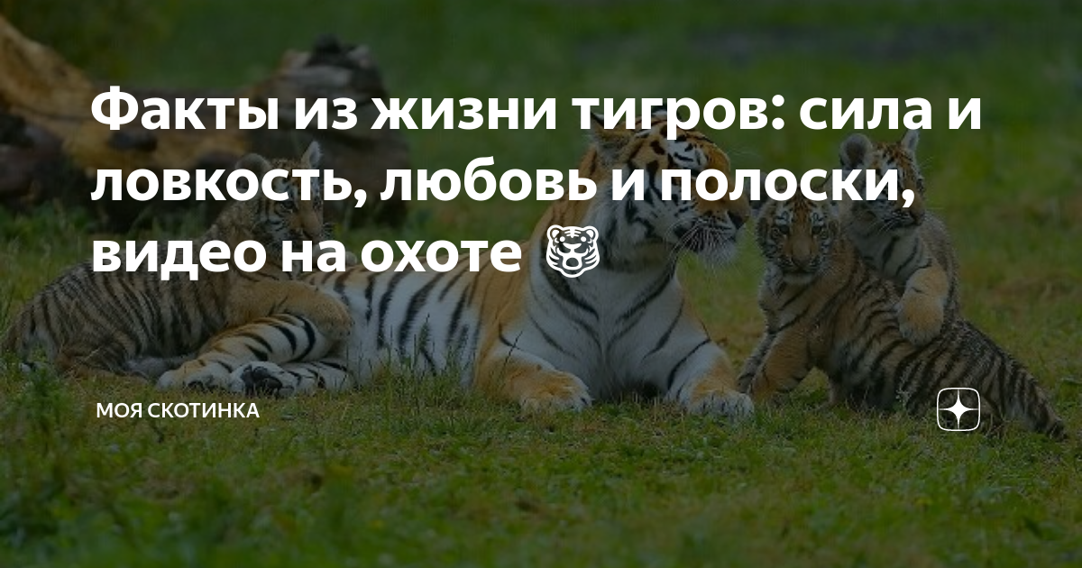 Стоковые фотографии по запросу Тигры любовь