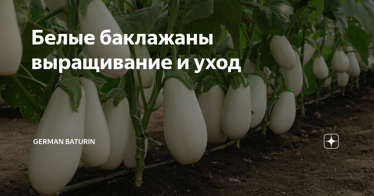 Выбор и подготовка участка