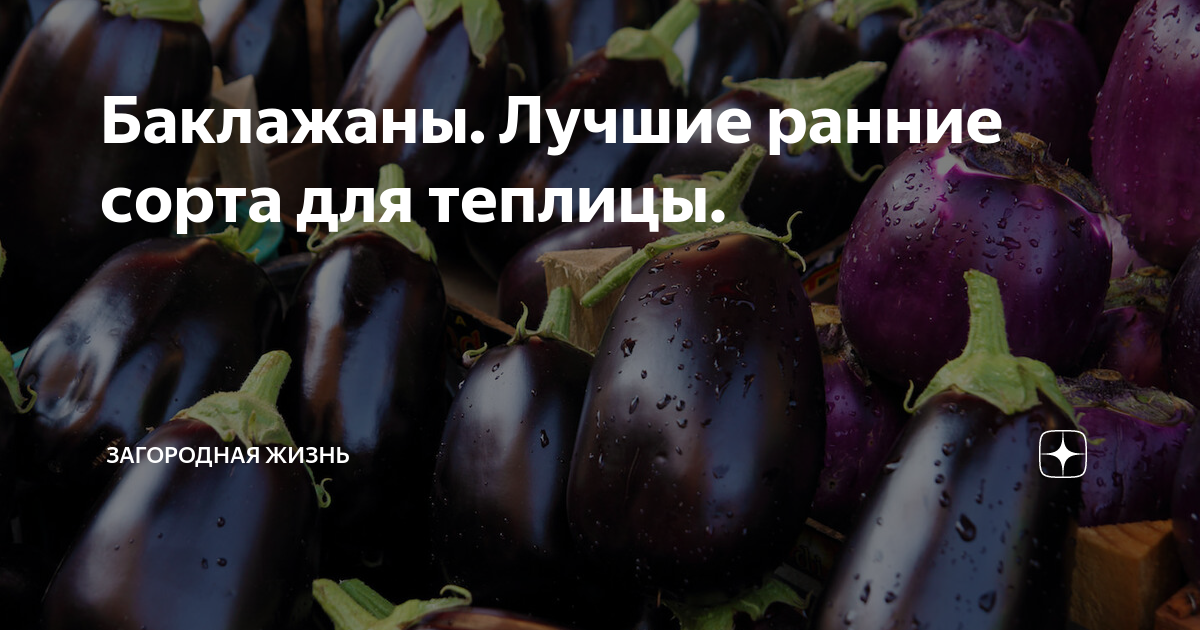 Сорта баклажанов для теплицы из поликарбоната