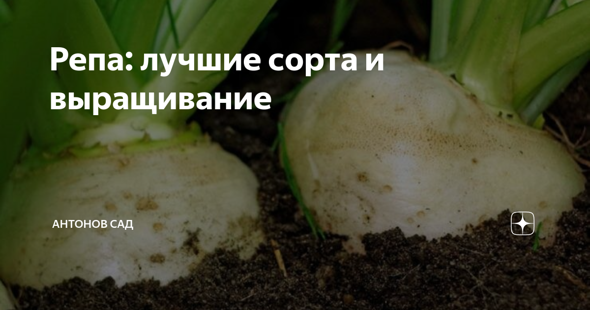 Репа: лучшие сорта и выращивание | Антонов сад - дача и огород | Дзен