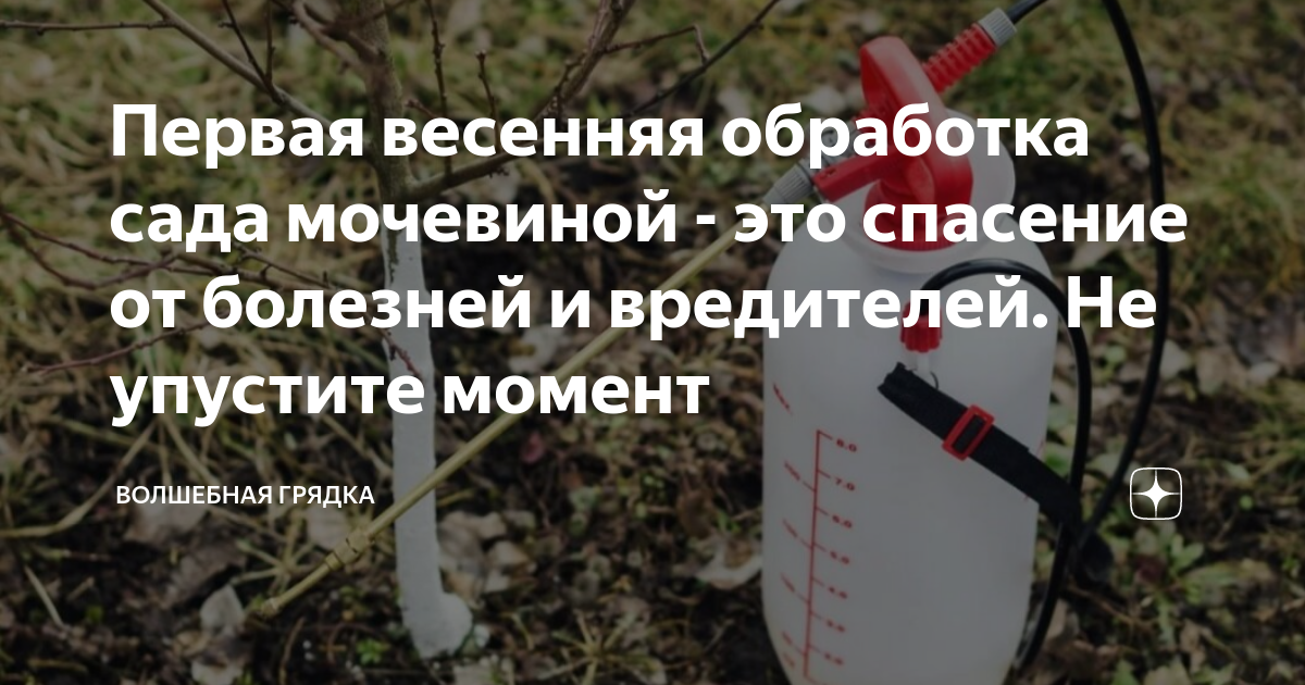 Обработка сада по розовому бутону. Весенняя обработка сада. Весенняя обработка сада мочевиной. Первая Весенняя обработка. Обработка сада мочевиной весной.