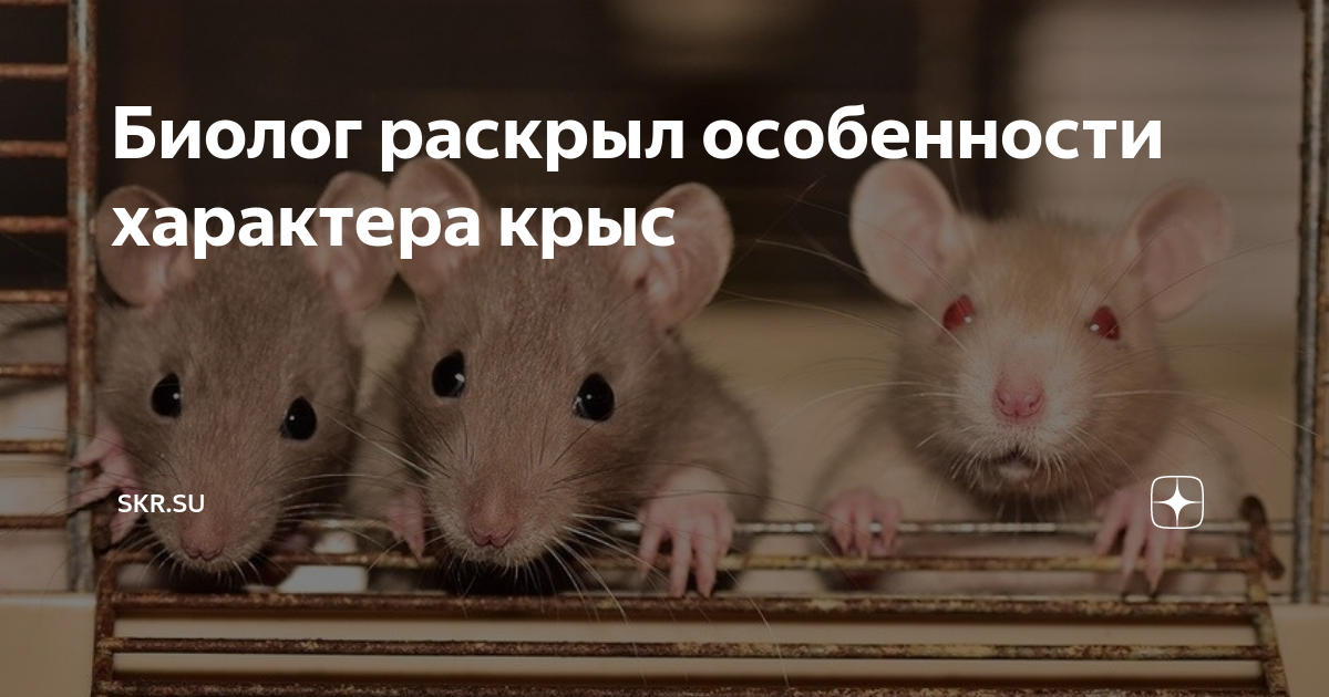 Особенности поведения и привычек крыс