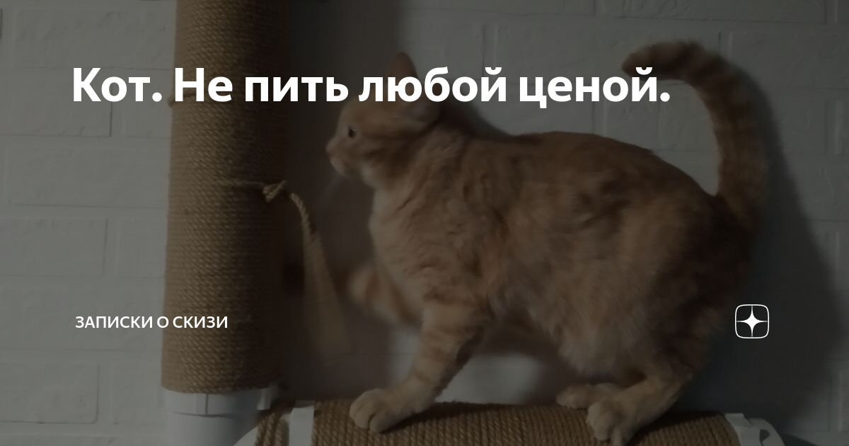 Статьи юрия кота. Кот Скизи. Скизи Мазанкин кот. Кот Скизи на Дзене. Скизи Мазанкин кот новое.