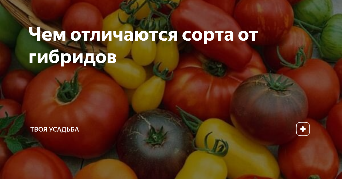 Чем отличаются сорта от гибридов | Твоя усадьба | Дзен