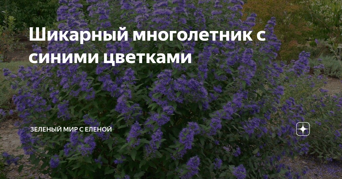 Шикарный многолетник с синими цветками | ЗЕЛЕНЫЙ МИР С ЕЛЕНОЙ | Дзен