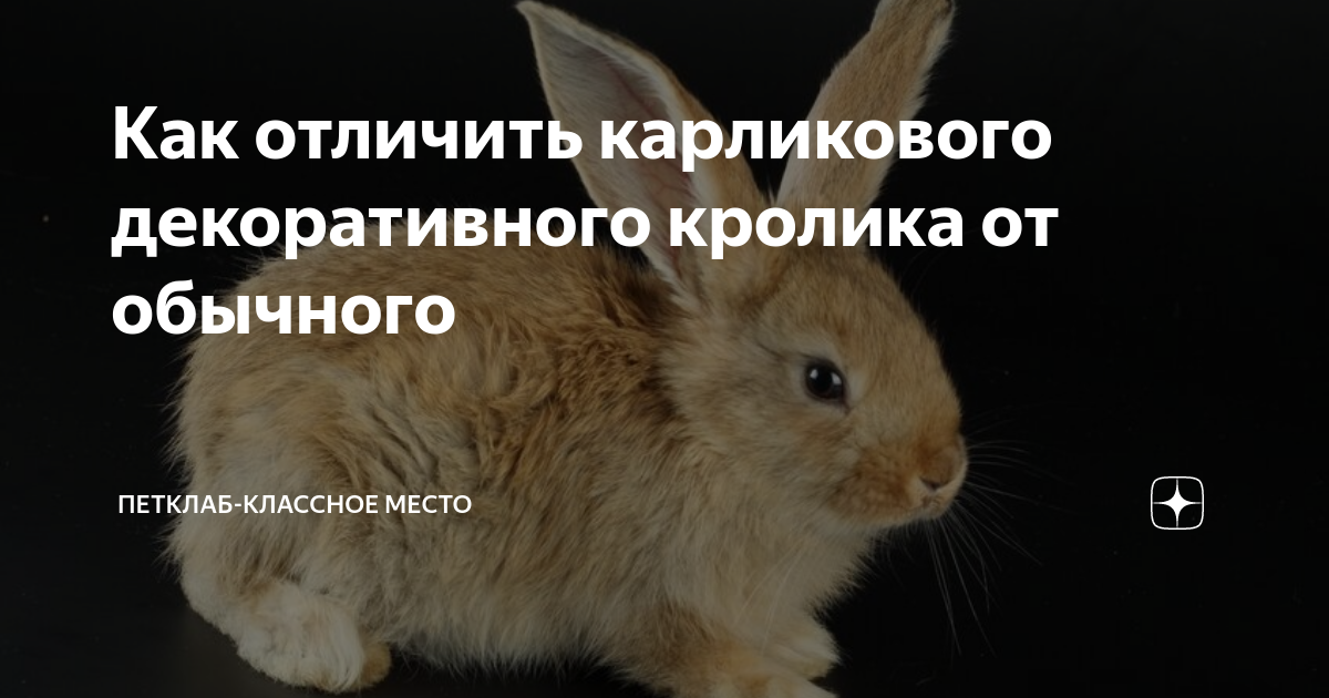Как отличить карликового. Чем отличается декоративные карликовые кролики. как отличить кролика от кошки.