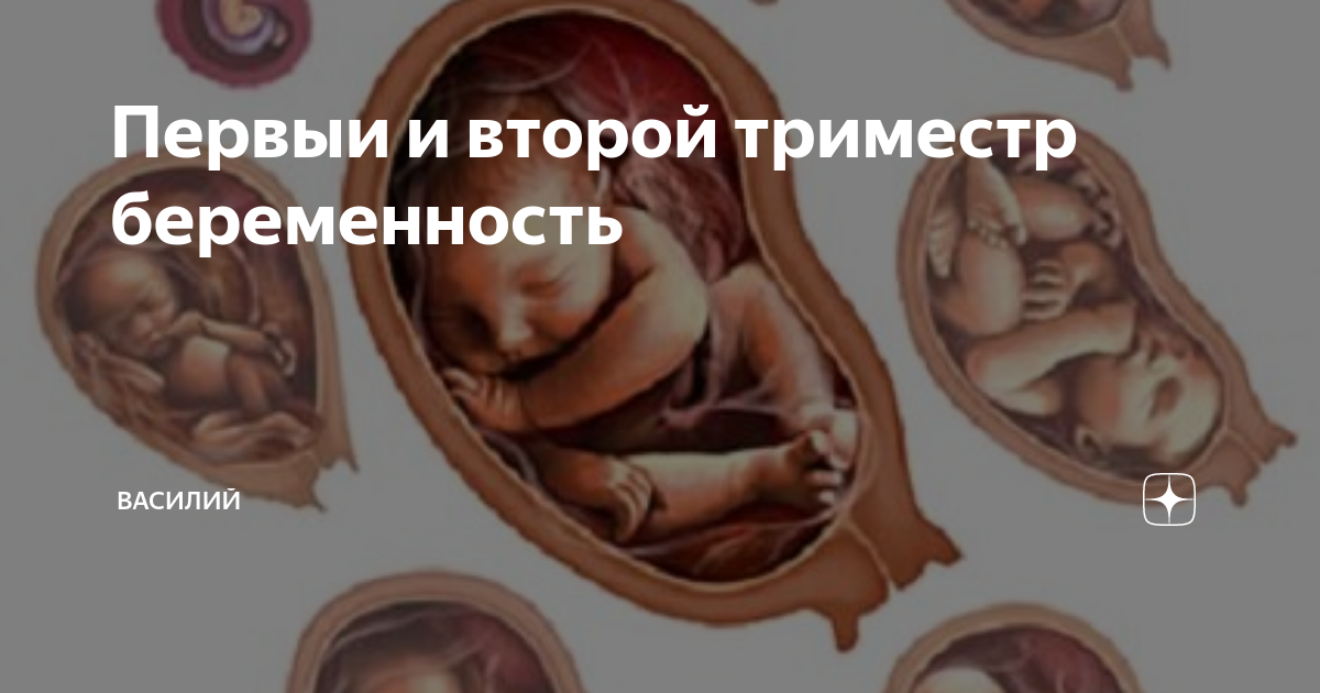 Ребенок в первом триместре беременности фото