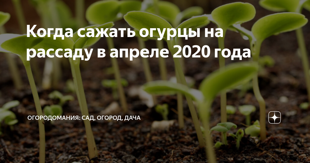 Неблагоприятные дни в апреле для посадки огурцов. Какую рассаду можно сажать в апреле.