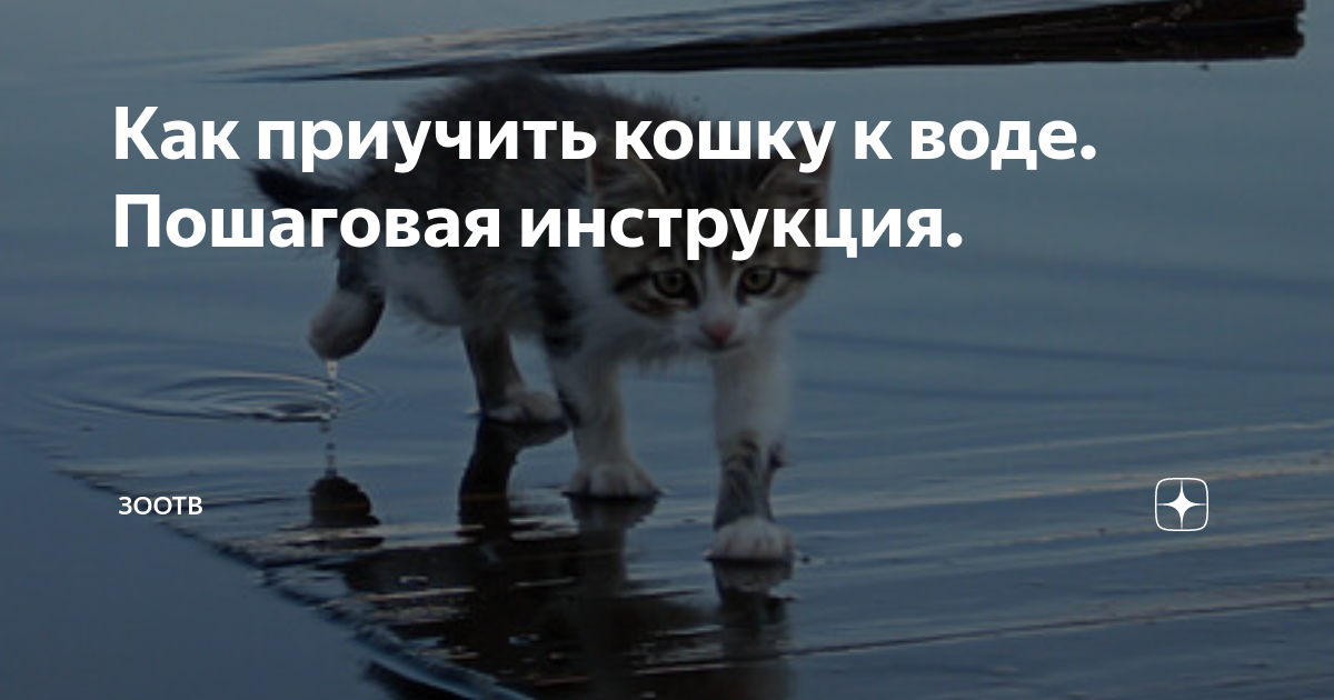 Как приучить кошку к другой кошке