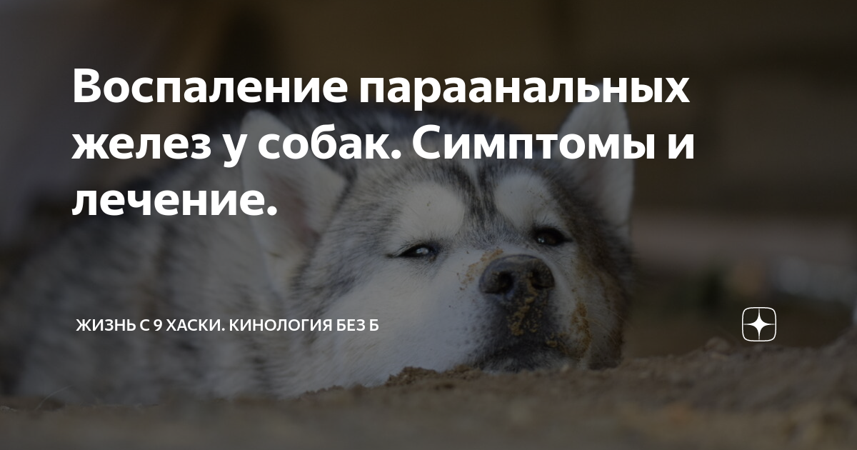 воспаление десен у собак форум