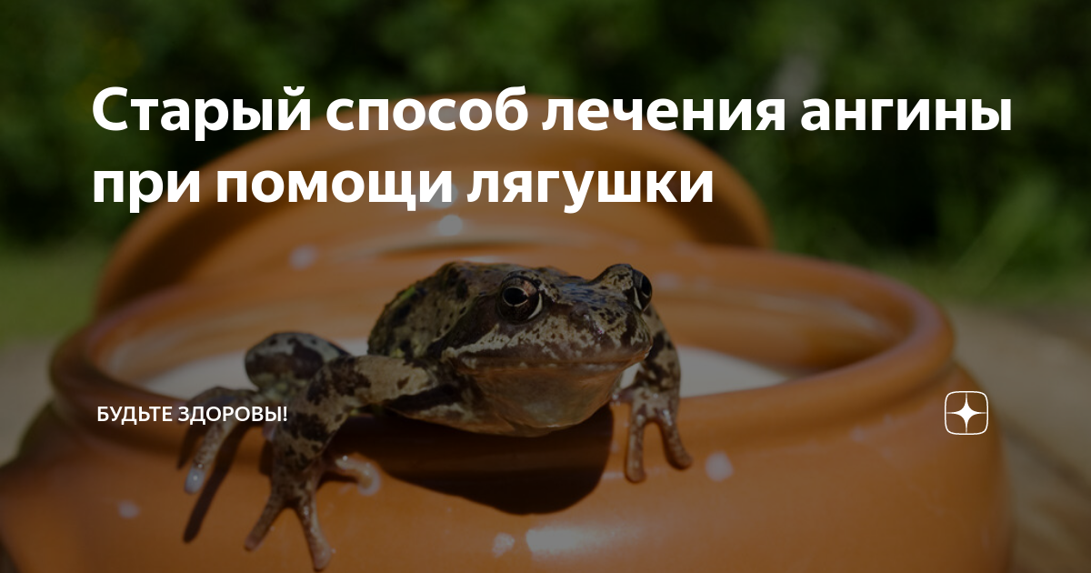 Яванская веслоногая летающая лягушка. Вывод о лягушках. Роль лягушек в природе. Польза лягушек. Жаба смысл.