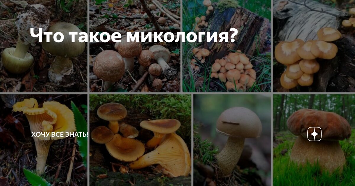 Что такое микология? | Хочу всё знать! | Дзен