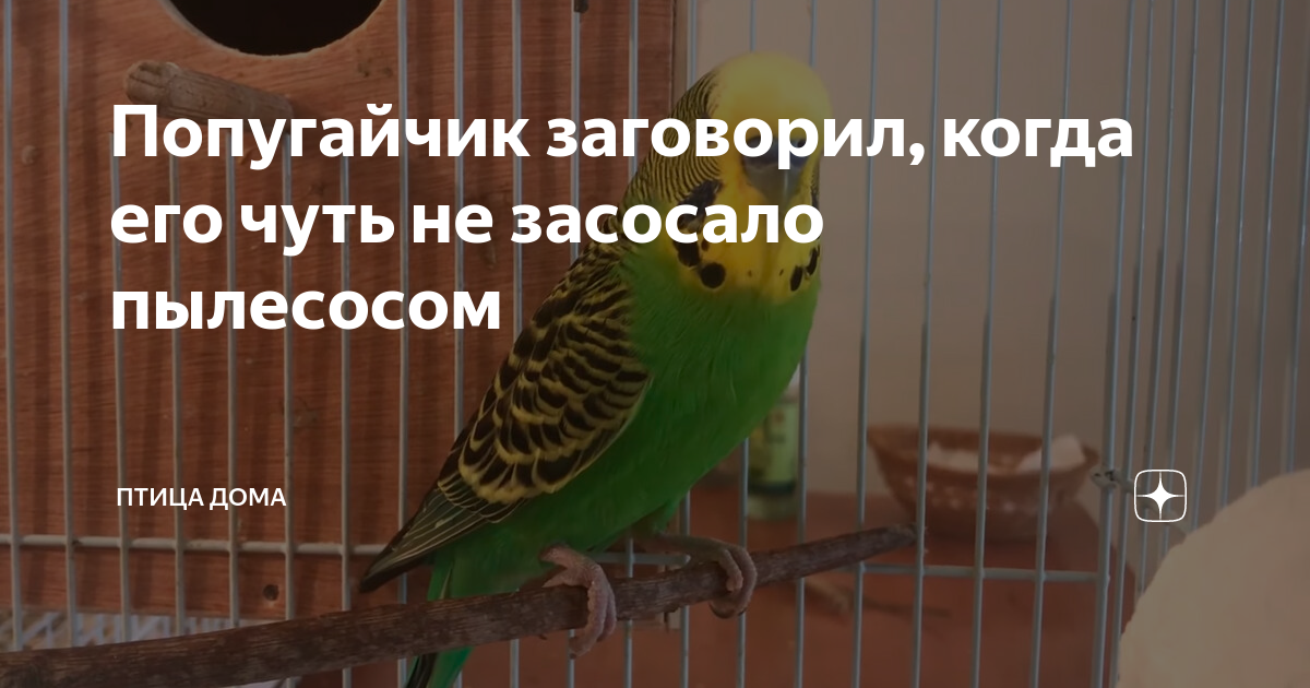 Попугай застрял за шкафом