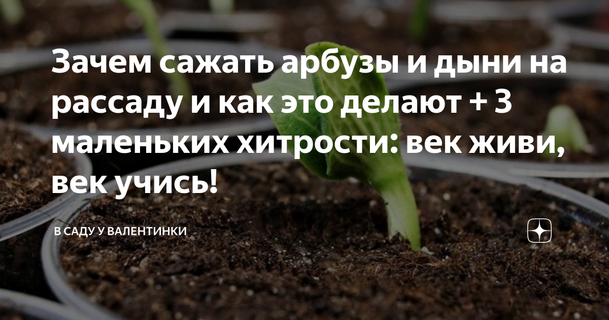 Когда сеять арбузы на рассаду в сибири. Когда сеять арбузы на рассаду. Как правильно сажать арбузы и дыни через рассаду.