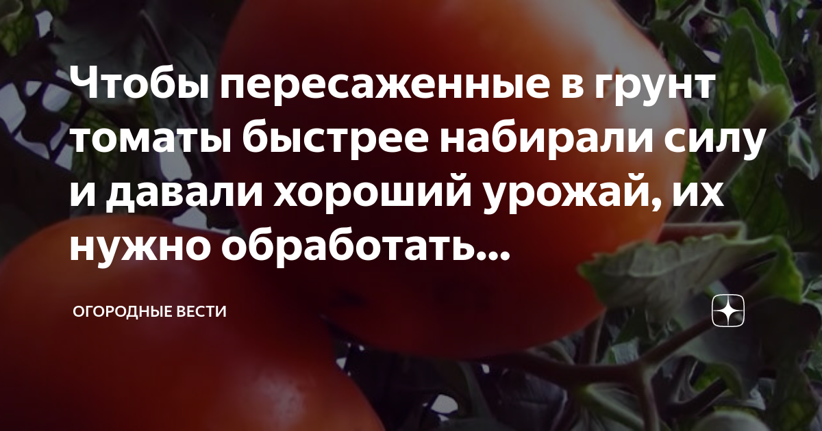Изменение на рынке грунтовых томатов. Сорт томата мичуринец описание. Изменение на рынке грунтовых томатов. Изменение на рынке грунтовых томатов. Открытый грунт.