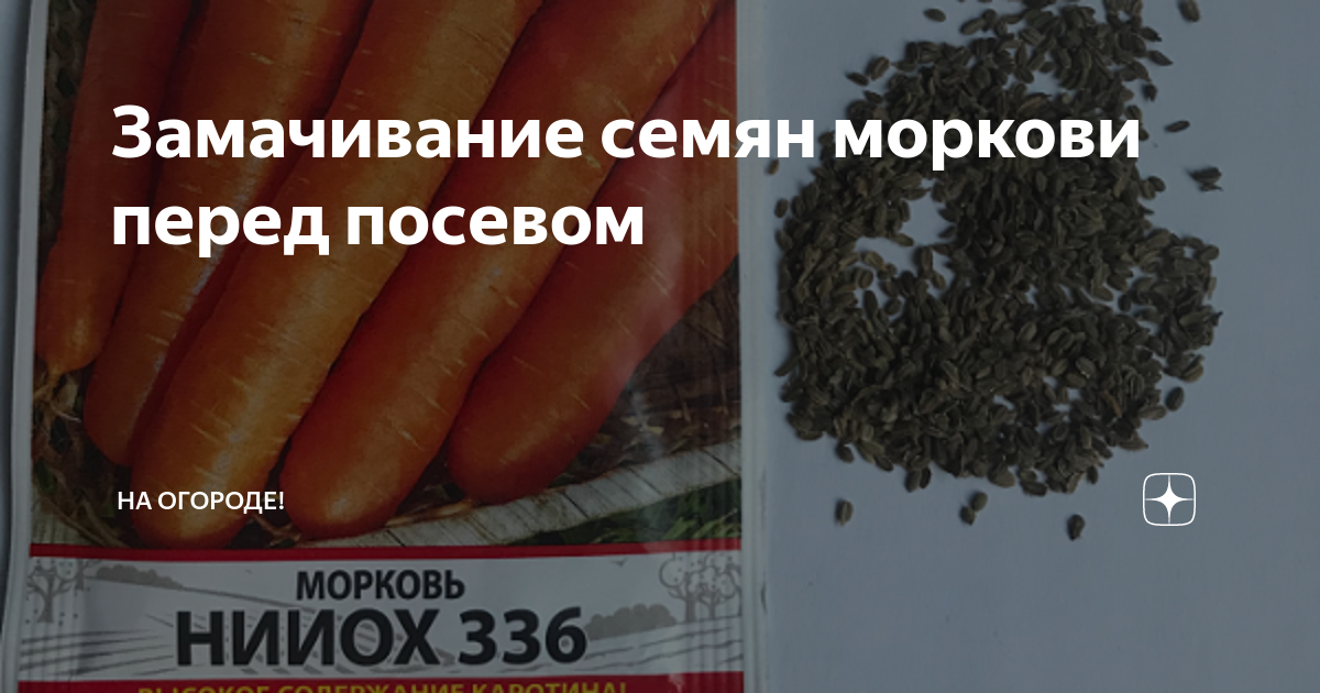 Замачивать ли морковь перед посадкой. Семена моркови замочить. Препараты для замачивания семян перед посадкой. Можно ли проращивать семена моркови перед посадкой.