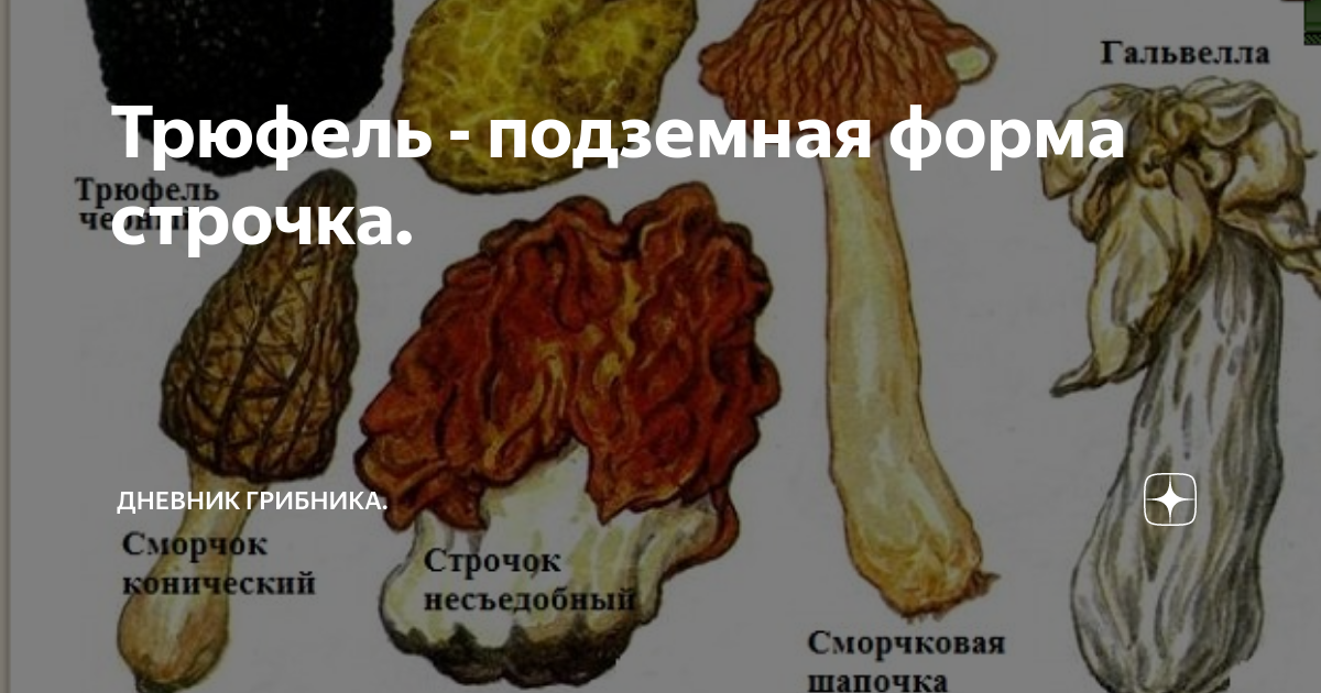 Сморчок и трюфель. Трюфель и сморчок. сморчки и строчки. грибы сморчки строчки трюфели. строчок и сморчок отличия.