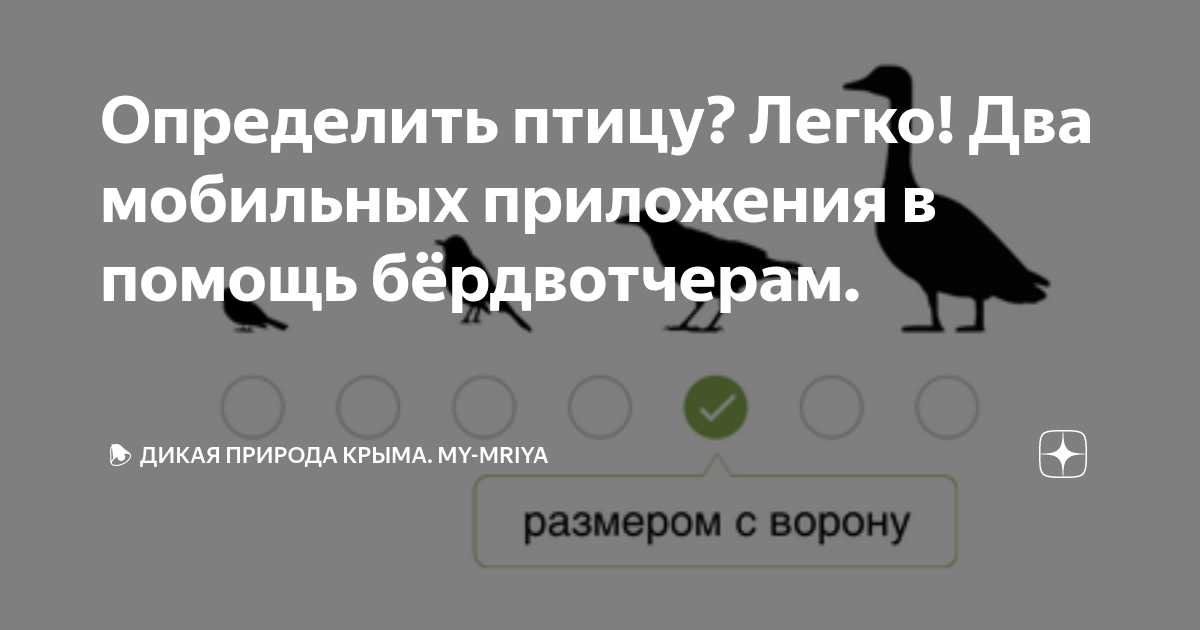 Распознать птицу по картинке