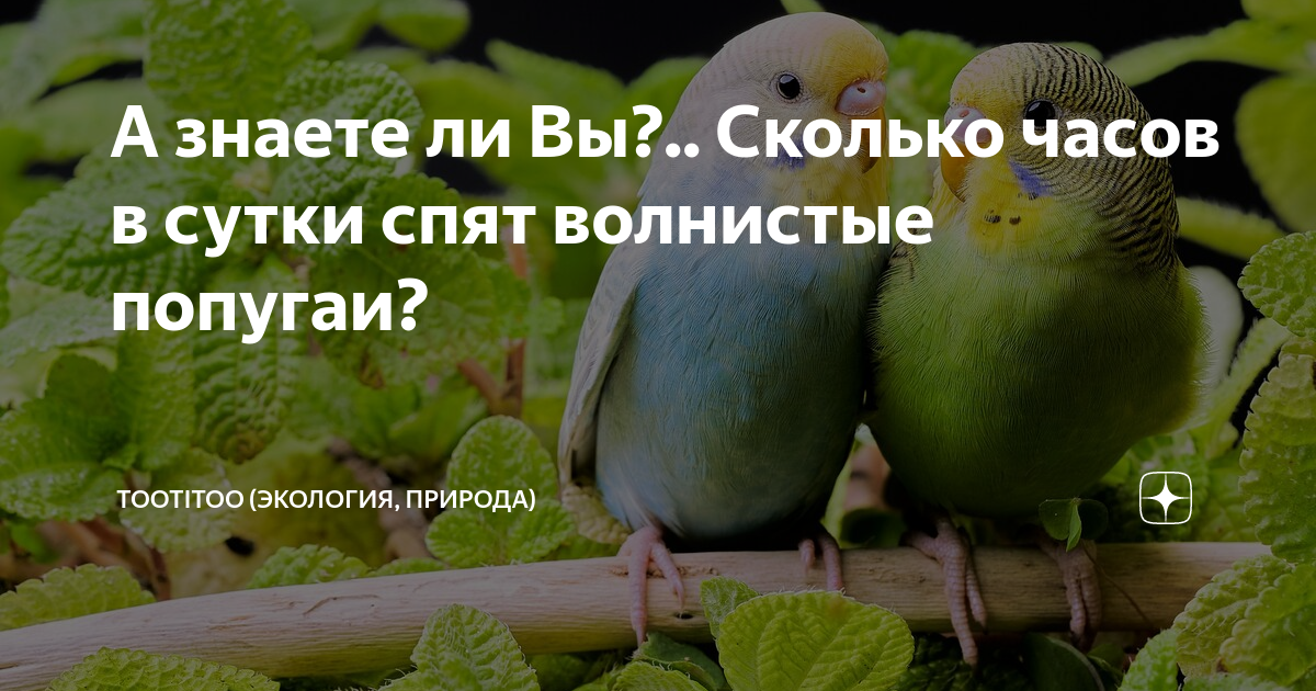 Помогите, попугай все время спит!! | Форумы о попугаях часовня-онлайн.рф