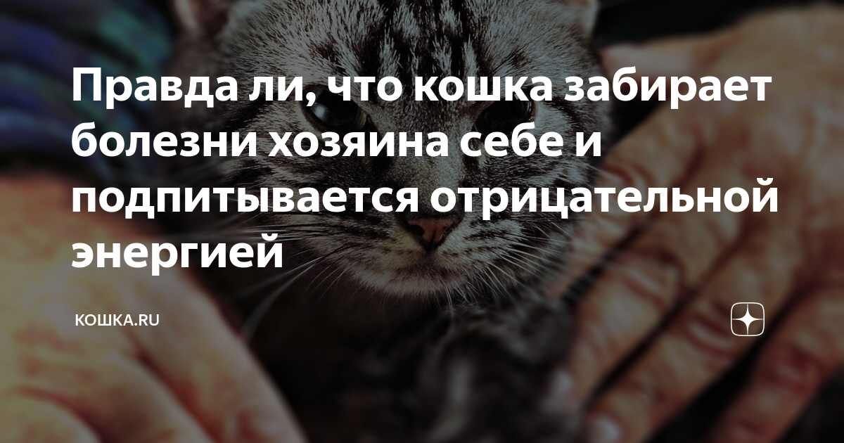 Коты забирают болезни. Кошка забирает болезни. Правда ли что кошки забирают болезни.