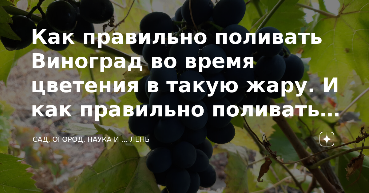 Полив винограда в жаркую погоду. Как правильно поливать виноград в течении весны и лета. Янтарин август поливать виноград.