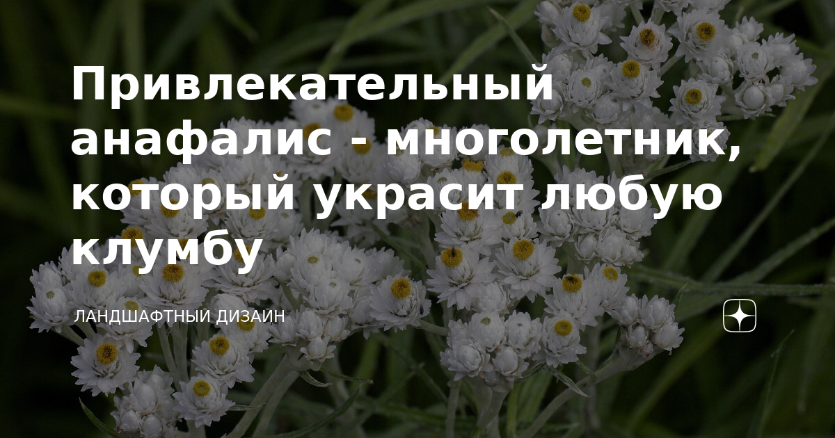 Привлекательный анафалис - многолетник, который украсит любую клумбу