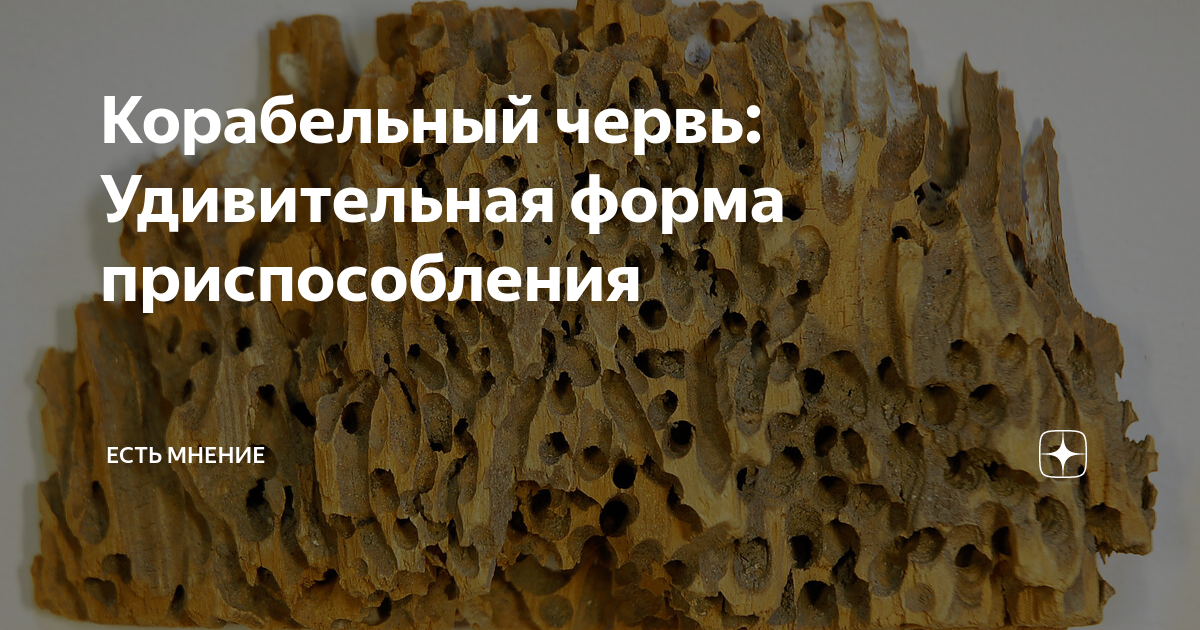 Корабельный червь: Удивительная форма приспособления | Есть мнение | Дзен