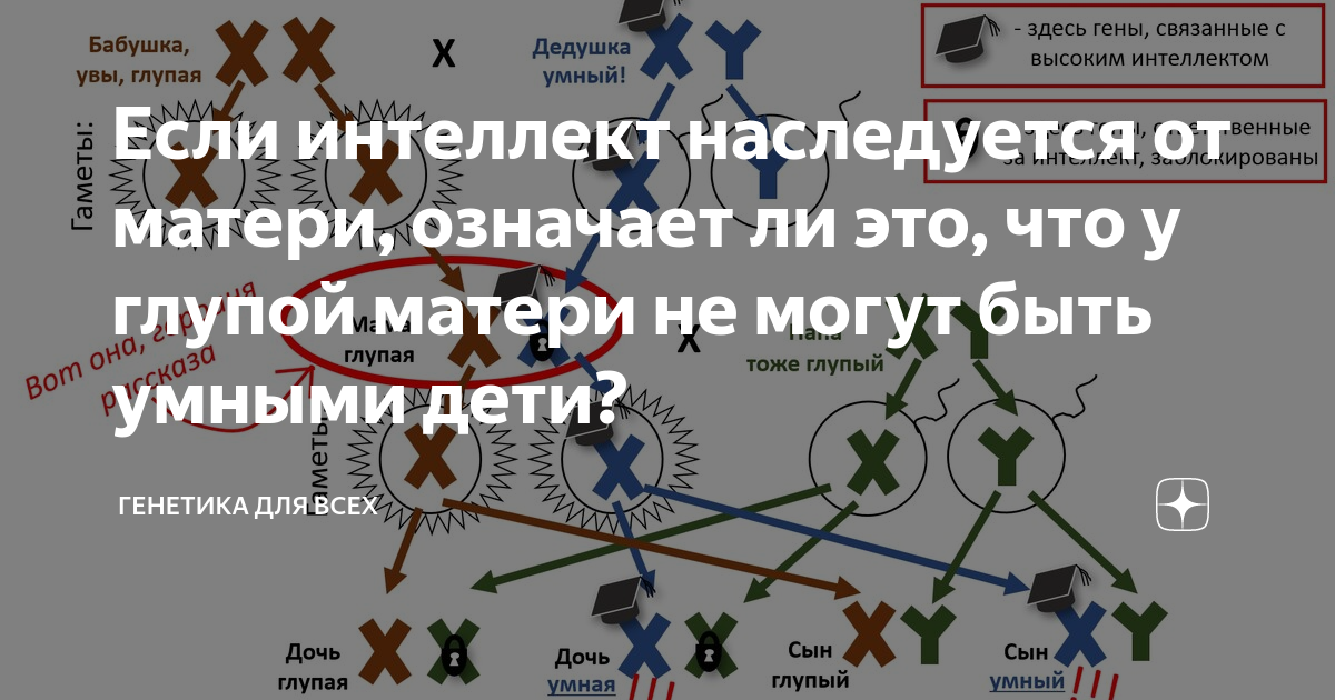Если интеллект наследуется от матери, означает ли это, что у глупой ...