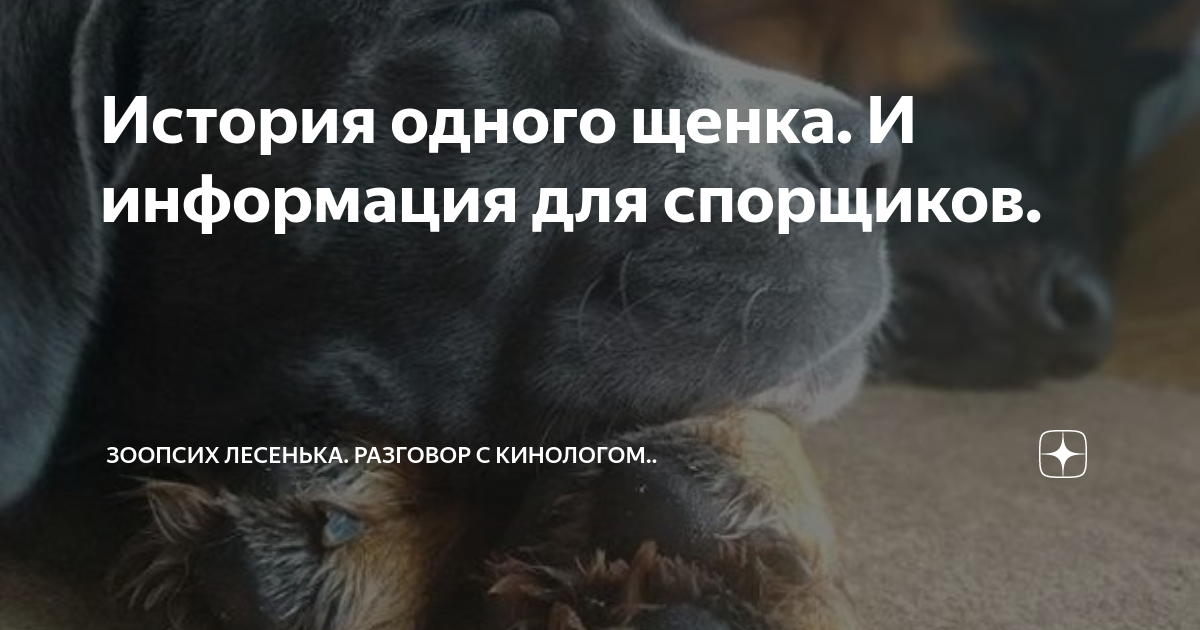 масса одного щенка и одного котенка
