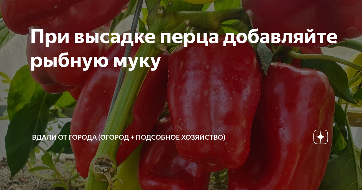 При высадке перца добавляйте рыбную муку | Вдали от города (огород ...