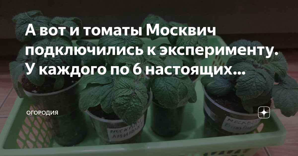 А вот и томаты Москвич подключились к эксперименту. У каждого по 6 ...