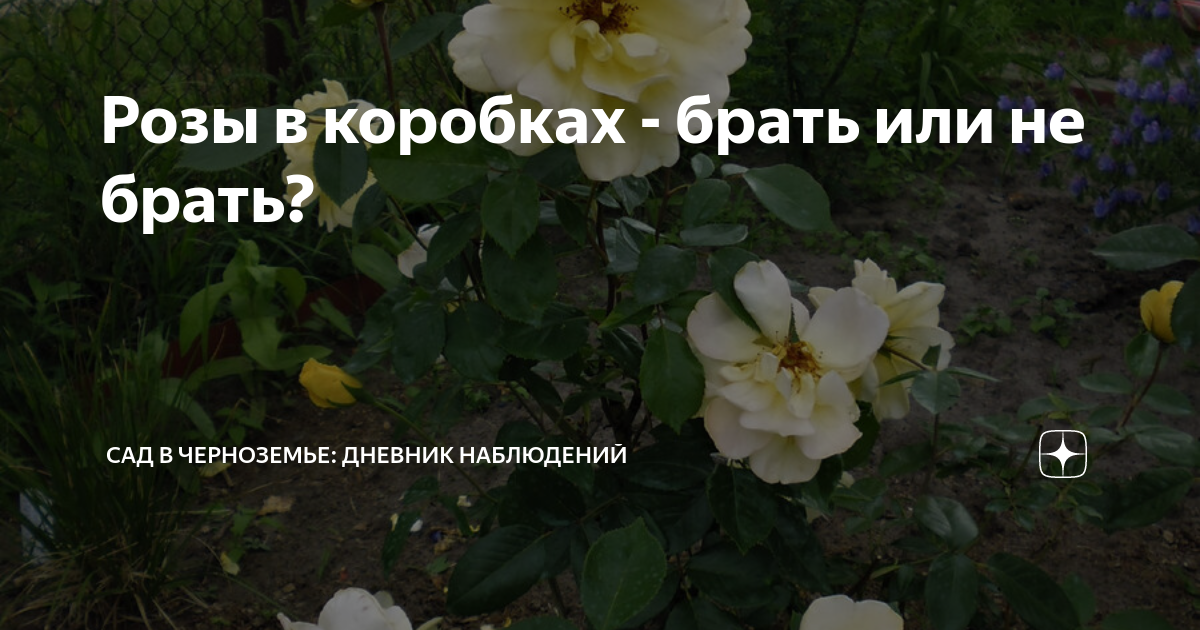Розы в коробках - брать или не брать? | Сад в Черноземье | Дзен