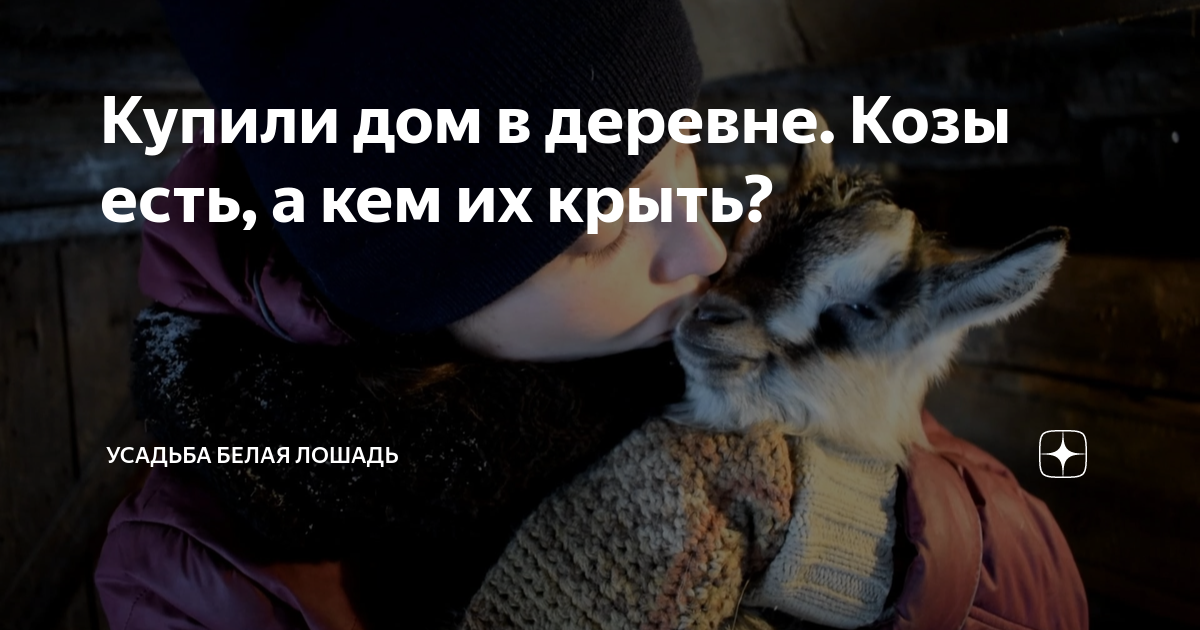 Купили дом в деревне. Козы есть, а кем их крыть? | Усадьба Белая Лошадь ...