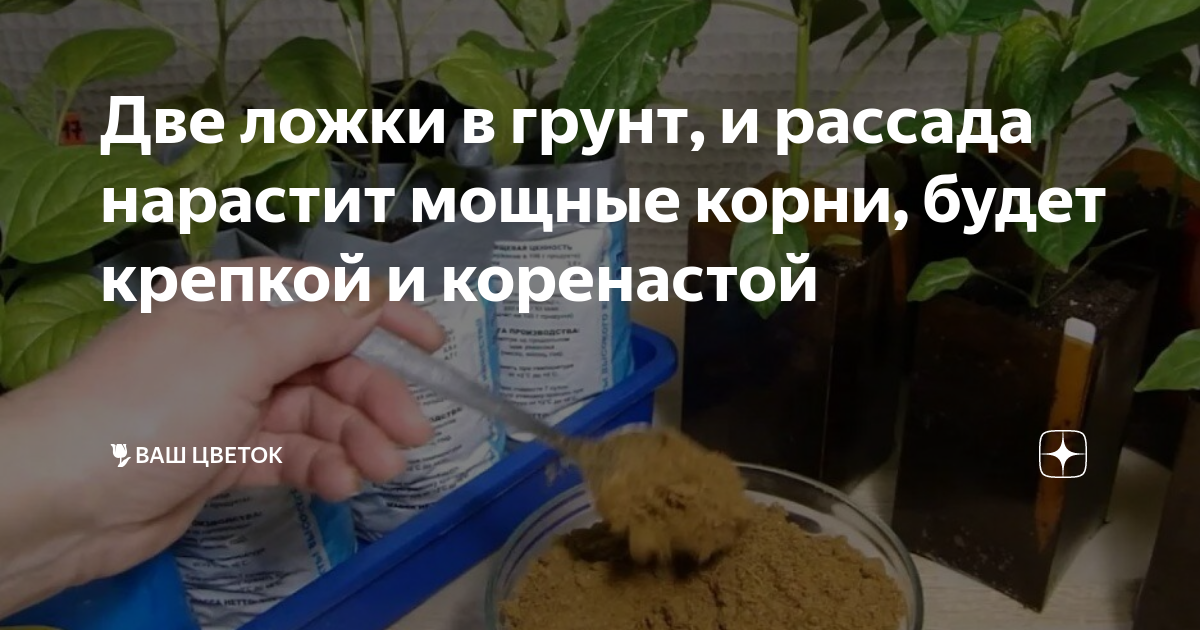 Две ложки в грунт, и рассада нарастит мощные корни, будет крепкой и ...